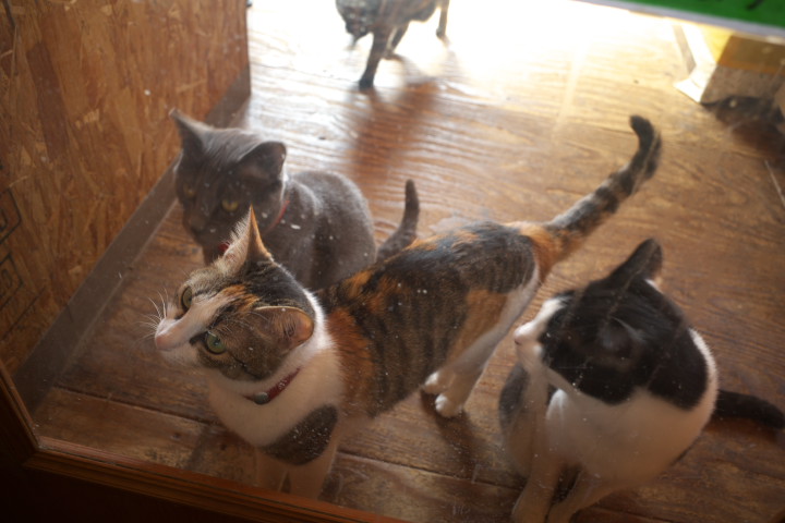 すとれいきゃっつ 猫＆石窯のカフェ（伊那市高遠町）の料理の写真とか