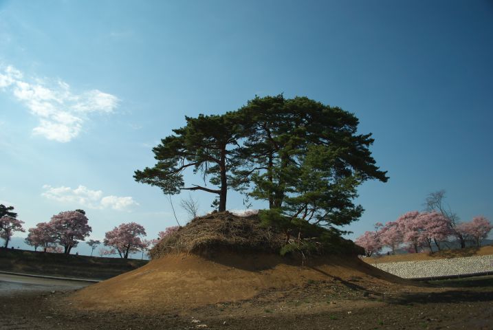 六道の堤の桜の写真