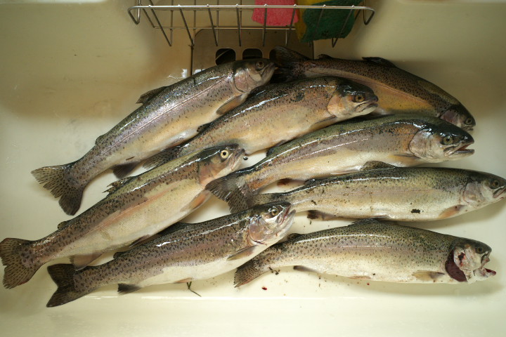 天竜川漁業協同組合（伊那市）の料理の写真とか