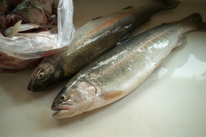 天竜川漁業協同組合（伊那市）の料理の写真とか