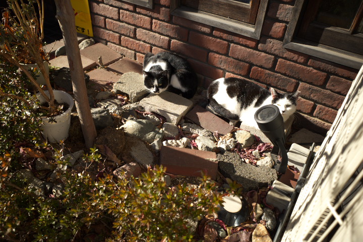 門・やません（伊那市）の料理の写真とか